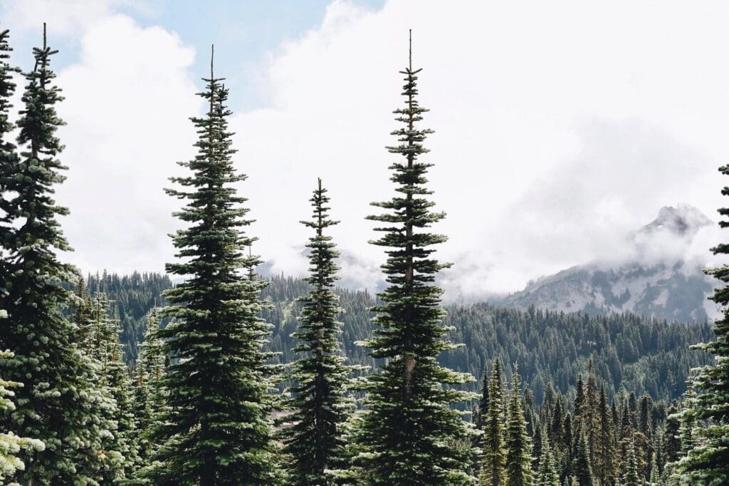 Learn how to elope in Washington State